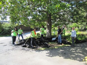 Sheet mulching the Magnolia
